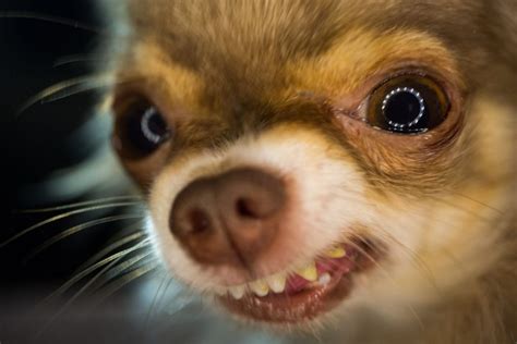 chihuahua porno|Chihuahua Porn Videos 